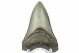 Fossil Megalodon Tooth - North Carolina #165431-1